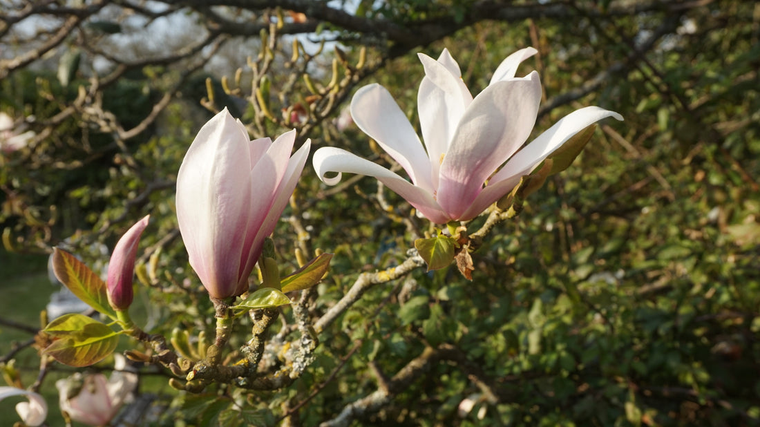 Magnolia Petal Jelly