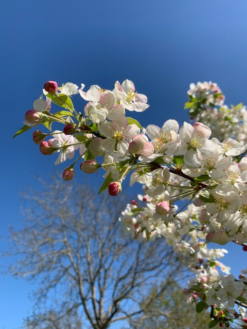 Cherry Blossom Vinegar