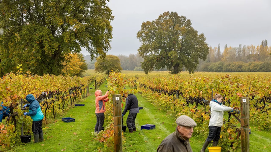 Vintage 2024: Harvest Report