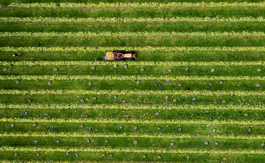 Harvest Report 2026