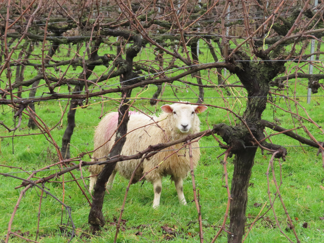 Winter Opening Hours