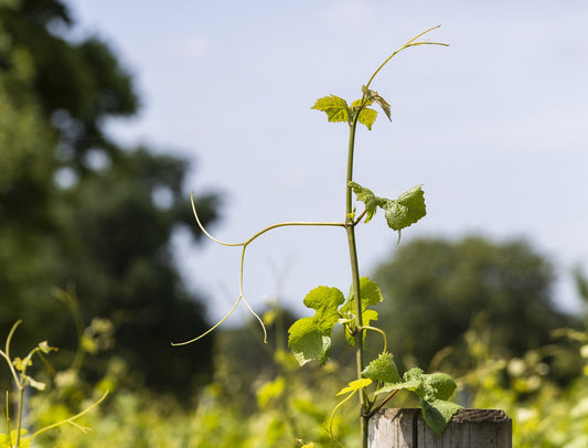 2026 Tours & Tastings