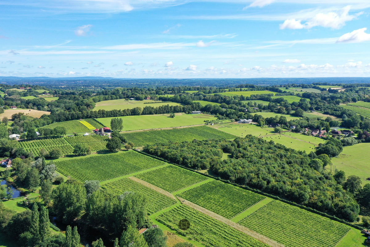The Vineyard – Nutbourne Vineyards